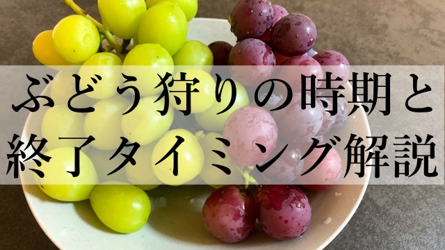 ぶどう狩りの時期と終了タイミング解説