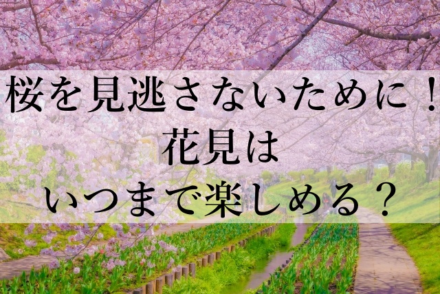 桜を見逃さないために！花見はいつまで楽しめる？