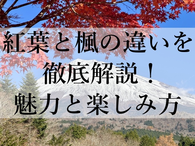 紅葉と楓の違いを徹底解説！魅力と楽しみ方