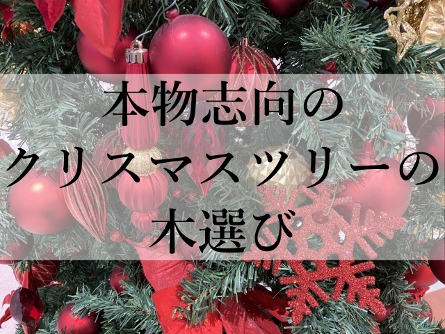 本物志向のクリスマスツリーの木選び